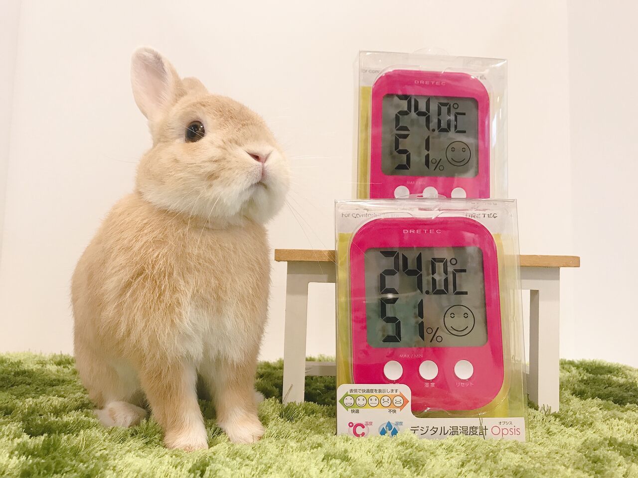 うさぎブログ うさぎのしっぽ公式ブログ 日々しっぽ 年06月 Livedoor Blog ブログ うさぎブログ うさぎのしっぽ公式ブログ 日々しっぽ 年06月 Livedoor Blog ブログ