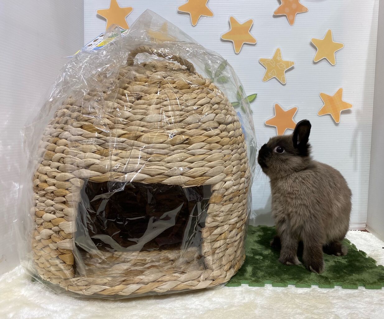 うさぎブログ うさぎのしっぽ公式ブログ 日々しっぽ New 新商品のご紹介 うさぎブログ うさぎのしっぽ公式ブログ 日々しっぽ New 新商品のご紹介