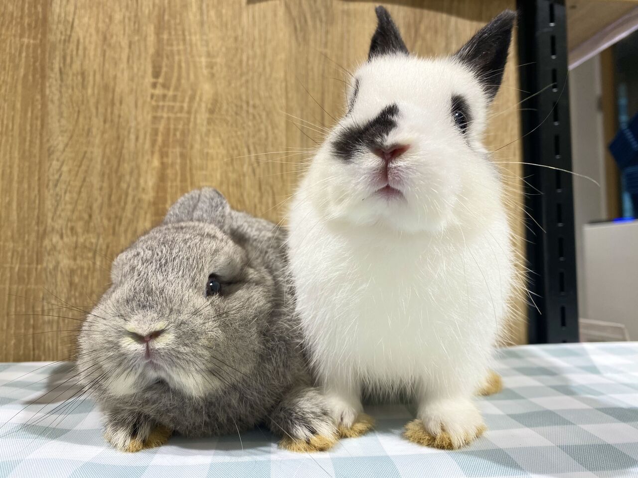 新入りネザーがやってきました！ : うさぎブログ うさぎのしっぽ公式