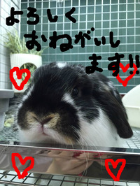 BlogPaint