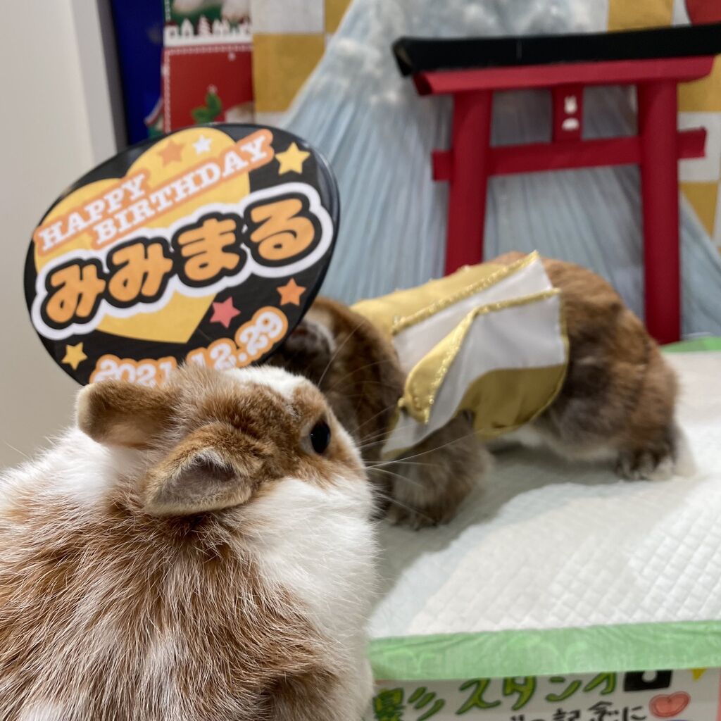 うさぎブログ うさぎのしっぽ公式ブログ 日々しっぽ お誕生日ラッシュです