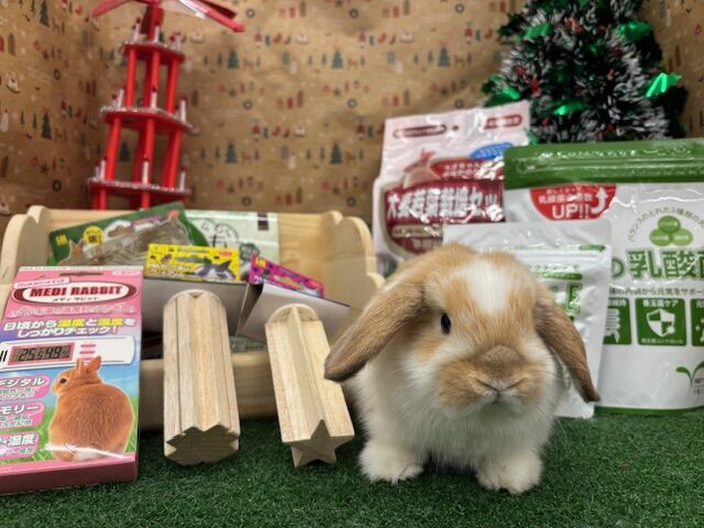 ★うさうさぎ★今夜タイムセール中‼️専用 今日から年末年始セール！！ : うさぎブログ うさぎのしっぽ公式ブログ