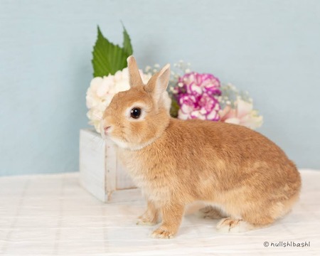 GetAttachmentThumbnail