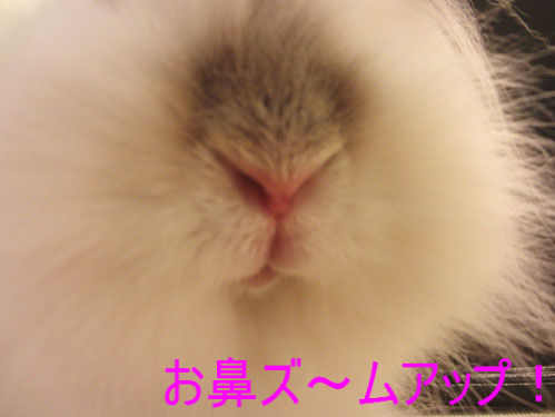 うさぎブログ うさぎのしっぽ公式ブログ 日々しっぽ 秋のかほり