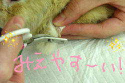 BlogPaint