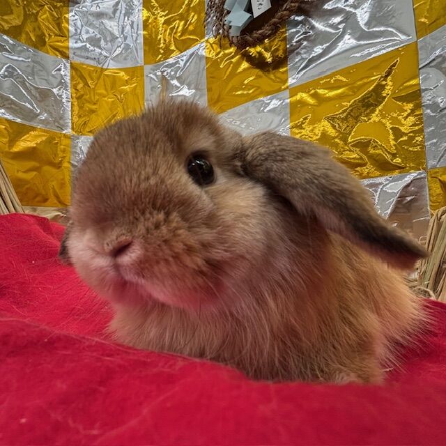 ぐんぐん成長中♪ : うさぎブログ うさぎのしっぽ公式ブログ「日々しっぽ」