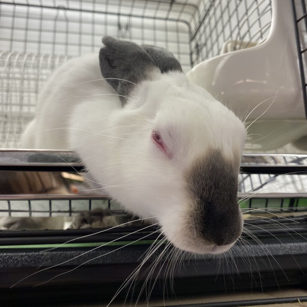 うさぎブログ うさぎのしっぽ公式ブログ 日々しっぽ 恵比寿店の推しうさ紹介 うさぎブログ うさぎのしっぽ公式ブログ 日々しっぽ 恵比寿店の推しうさ紹介