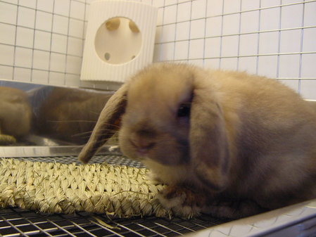 tort