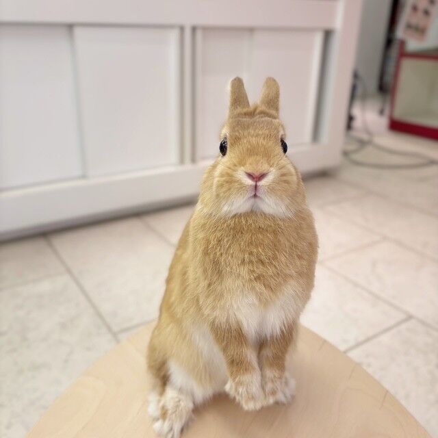 おれんじまみれ : うさぎブログ うさぎのしっぽ公式ブログ「日々しっぽ」