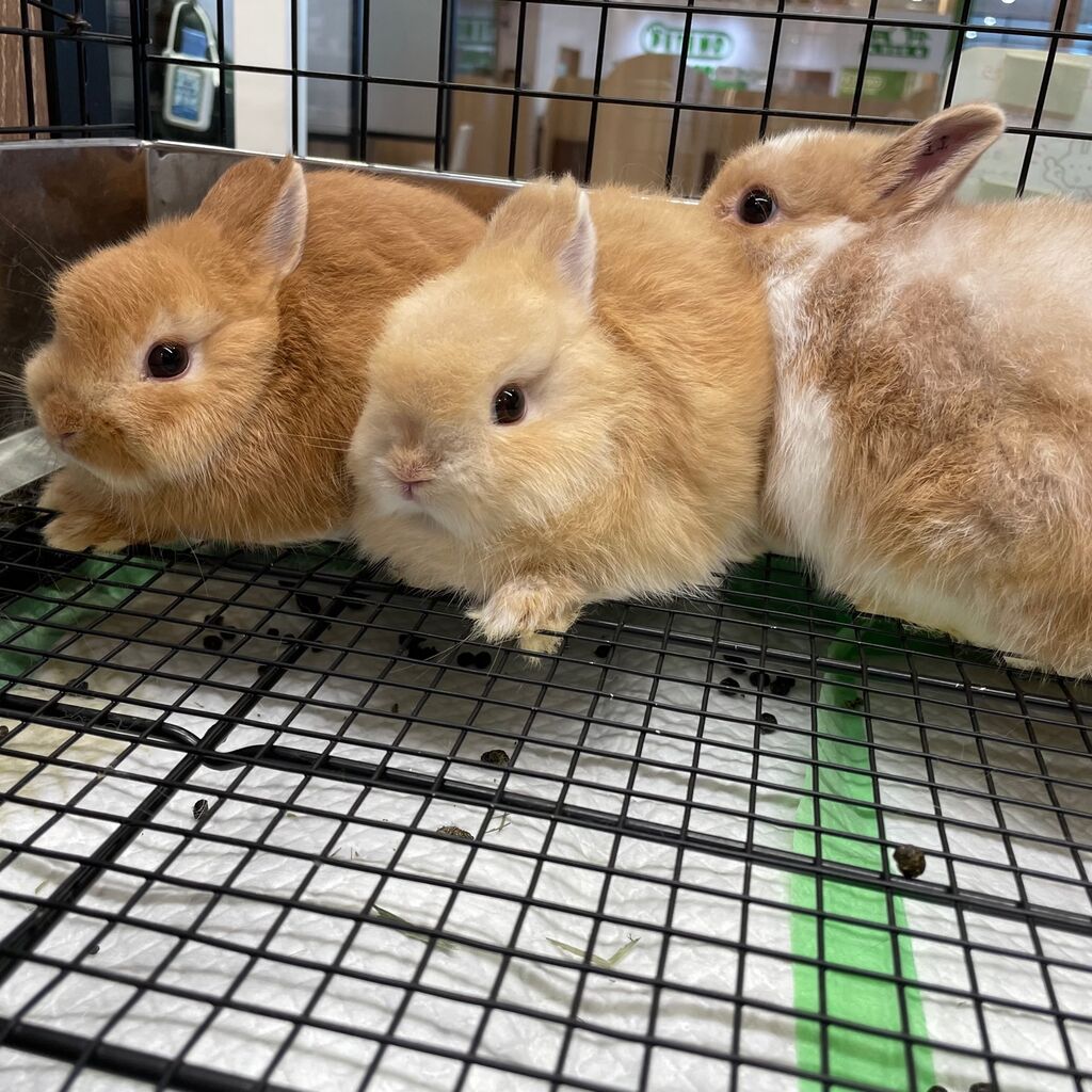 新入りちゃん達がきました！ : うさぎブログ うさぎのしっぽ公式ブログ
