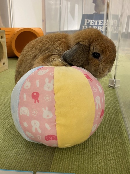 ビッグボール