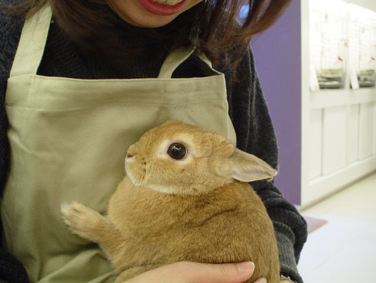 うさぎブログ うさぎのしっぽ公式ブログ 日々しっぽ 抱っこ練習会 うさぎブログ うさぎのしっぽ公式ブログ 日々しっぽ 抱っこ練習会
