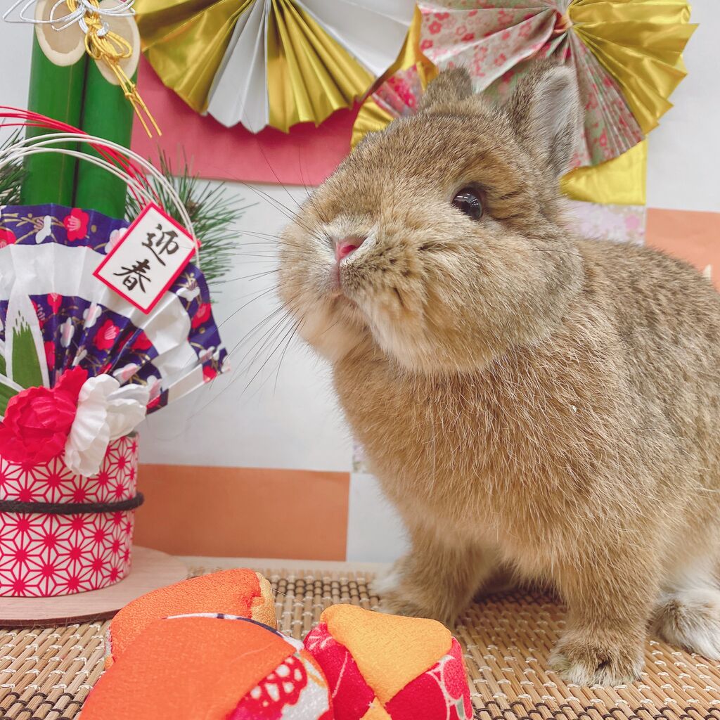 うさぎブログ うさぎのしっぽ公式ブログ 日々しっぽ かわいい写真撮れます