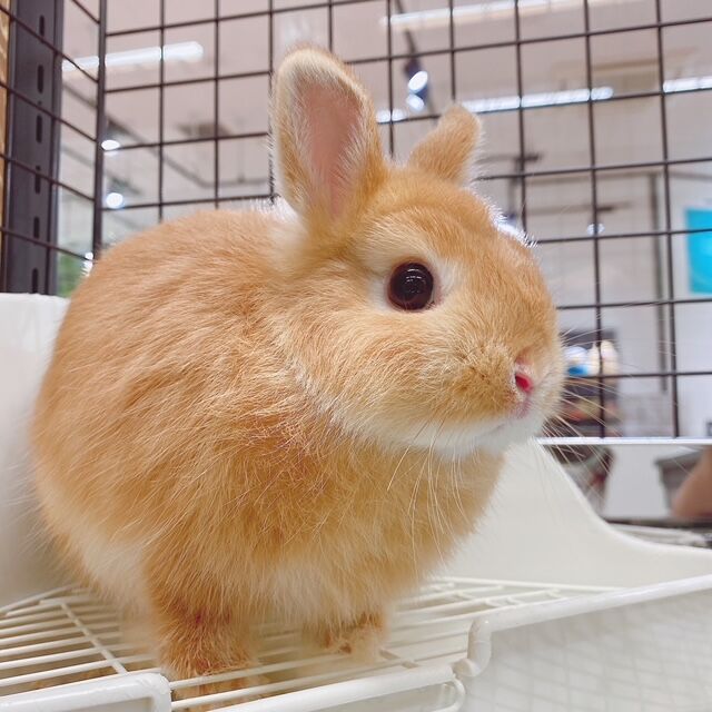 新うさちゃんデビューしました！！ : うさぎブログ うさぎのしっぽ公式