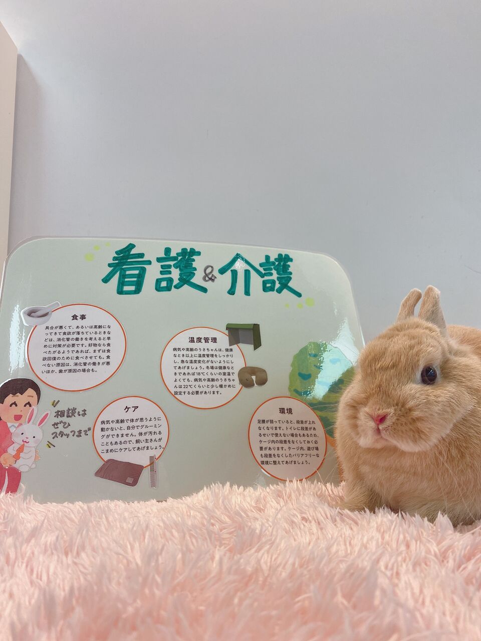 うさぎブログ うさぎのしっぽ公式ブログ 日々しっぽ 看護 介護コーナーができました