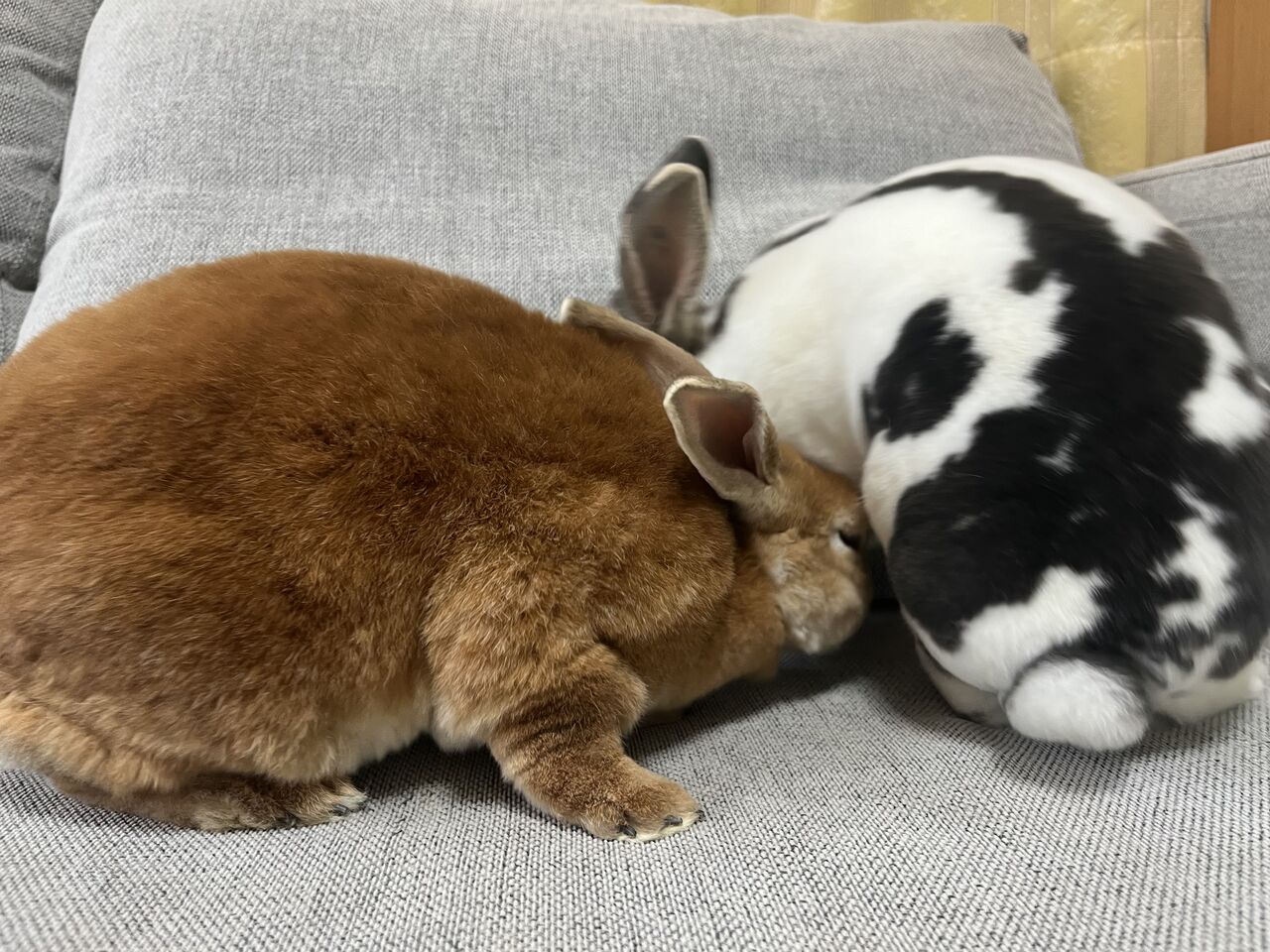 2歳になりました : うさぎブログ うさぎのしっぽ公式ブログ「日々しっぽ」