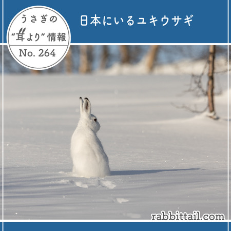 うさぎの耳より情報 No.264 日本にいるユキウサギ : うさぎブログ