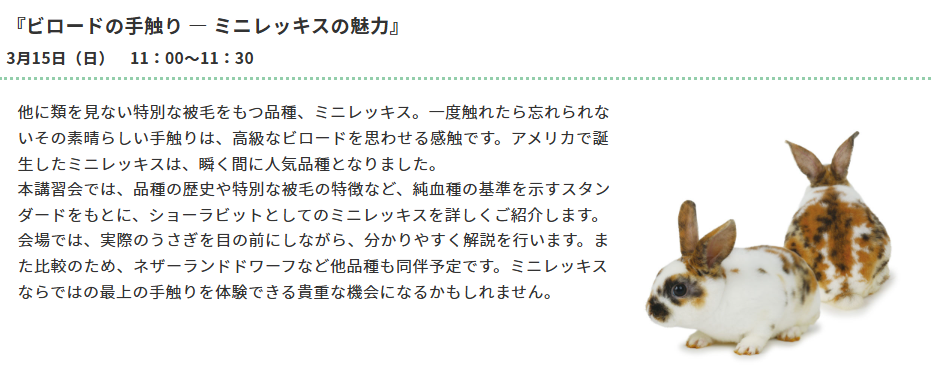 うさフェスタ】『うさぎの品種の話』 : うさぎブログ うさぎのしっぽ