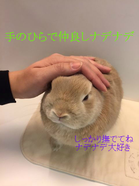 うさぎブログ うさぎのしっぽ公式ブログ 日々しっぽ うさちゃんとスキンシップを うさぎブログ うさぎのしっぽ公式ブログ 日々しっぽ うさちゃんとスキンシップを