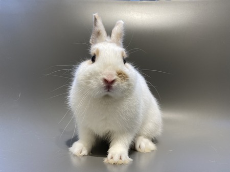 �֥�����