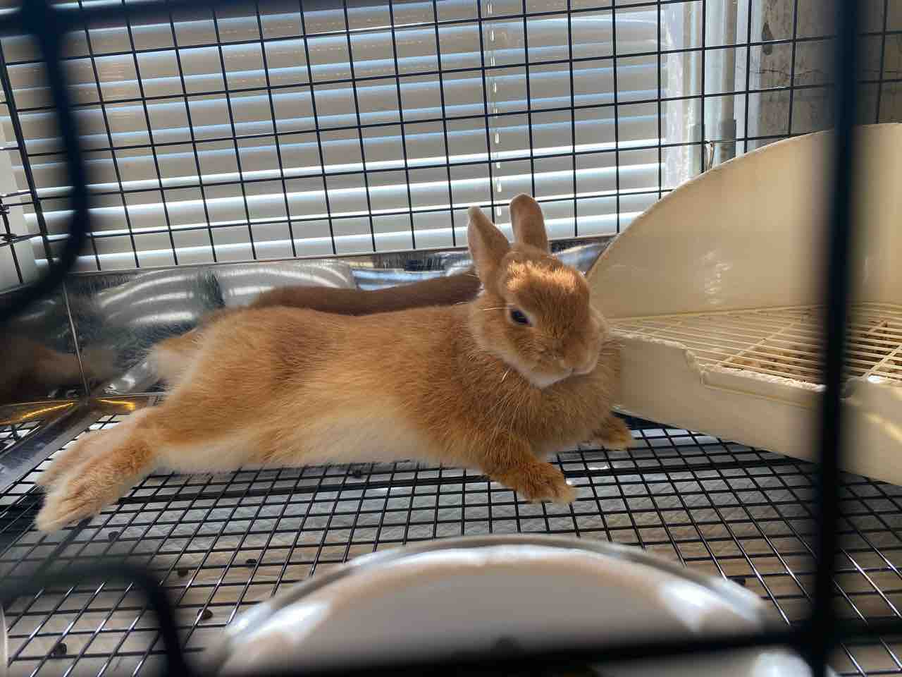 うさぎブログ うさぎのしっぽ公式ブログ 日々しっぽ 日中の過ごし方