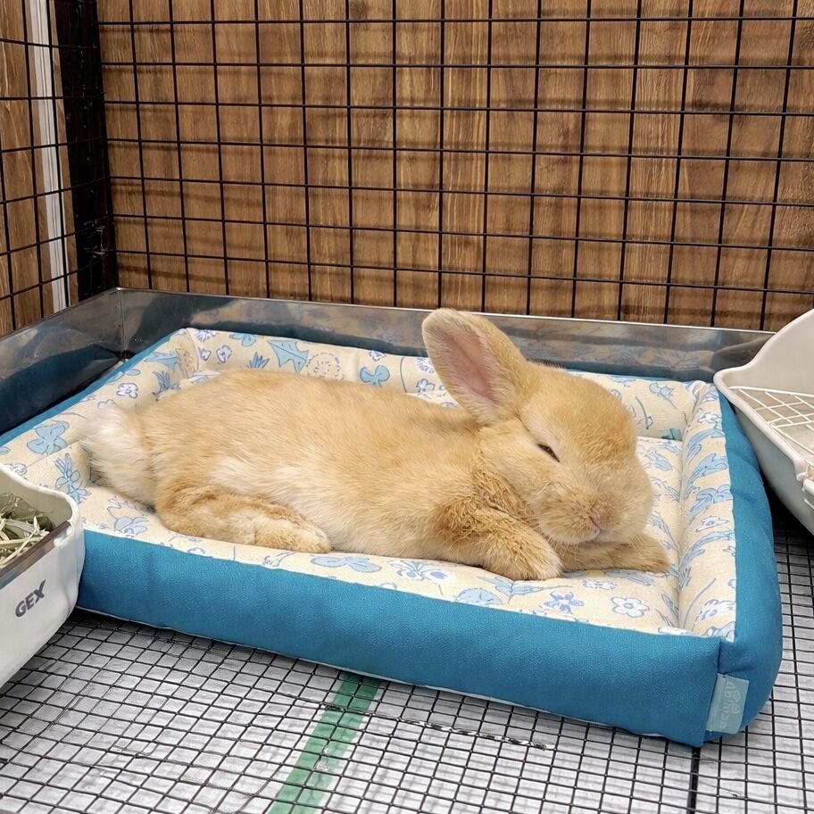 うーさんの日特割商品① : うさぎブログ うさぎのしっぽ公式ブログ