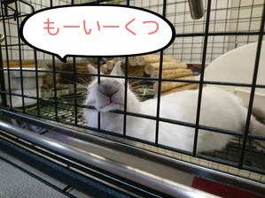 BlogPaint