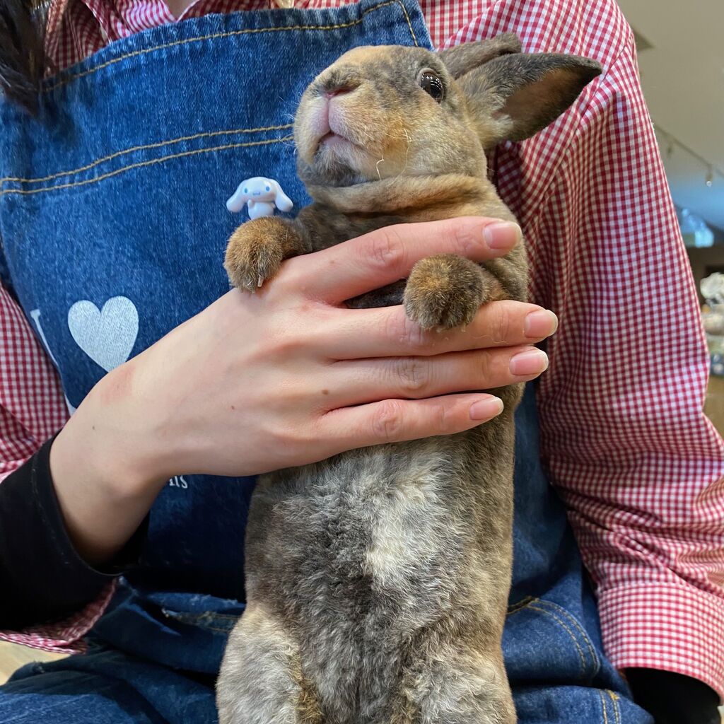 ☆おちびちゃんずがやってきた☆ : うさぎブログ うさぎのしっぽ公式