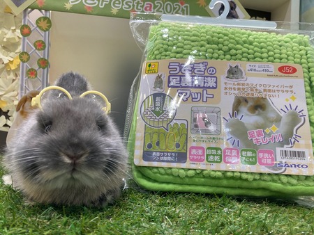 うさぎブログ うさぎのしっぽ公式ブログ 日々しっぽ 今年買って良かった物 うさぎブログ うさぎのしっぽ公式ブログ 日々しっぽ 今年買って良かった物