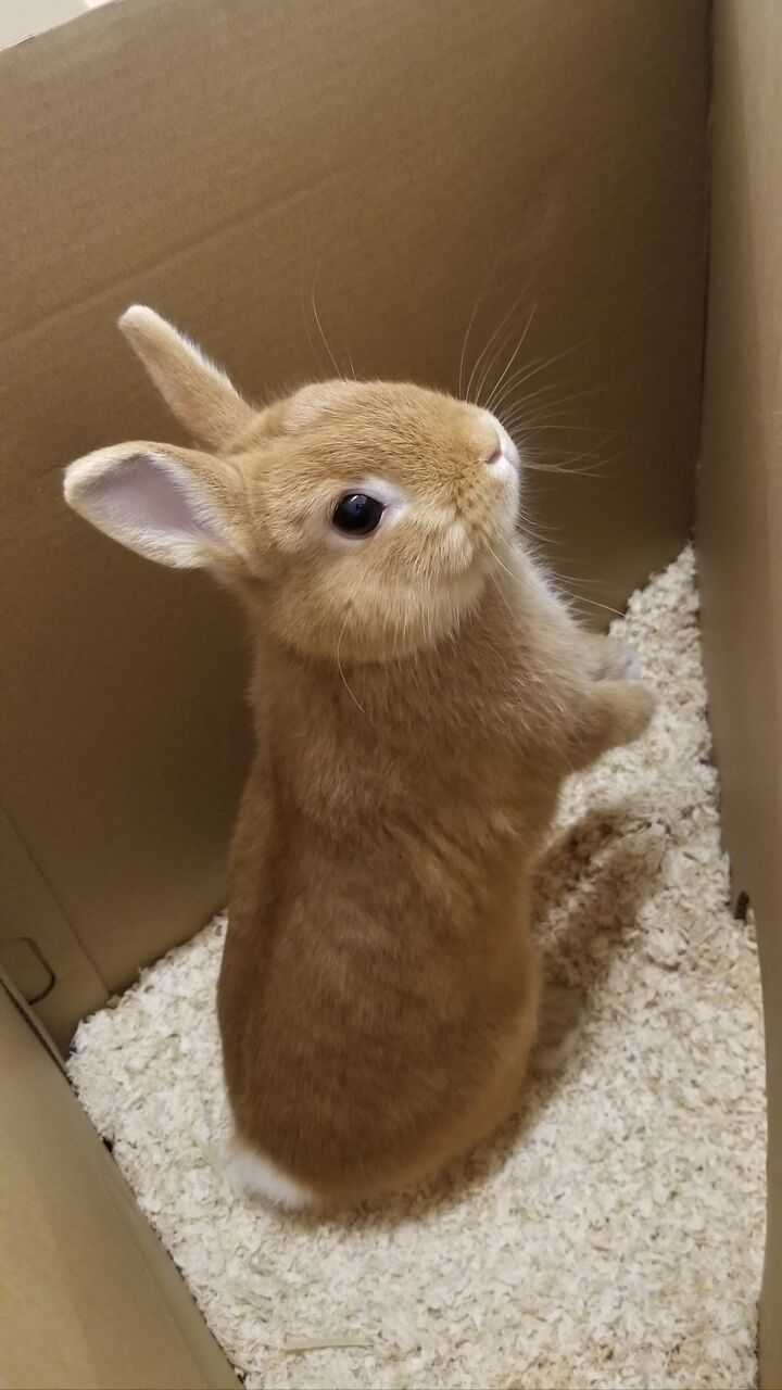 うさぎブログ うさぎのしっぽ公式ブログ 日々しっぽ こんなときには うさぎブログ うさぎのしっぽ公式ブログ 日々しっぽ こんなときには
