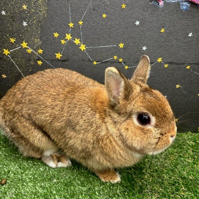 チョコレートカラーのうさちゃん : うさぎブログ うさぎのしっぽ公式