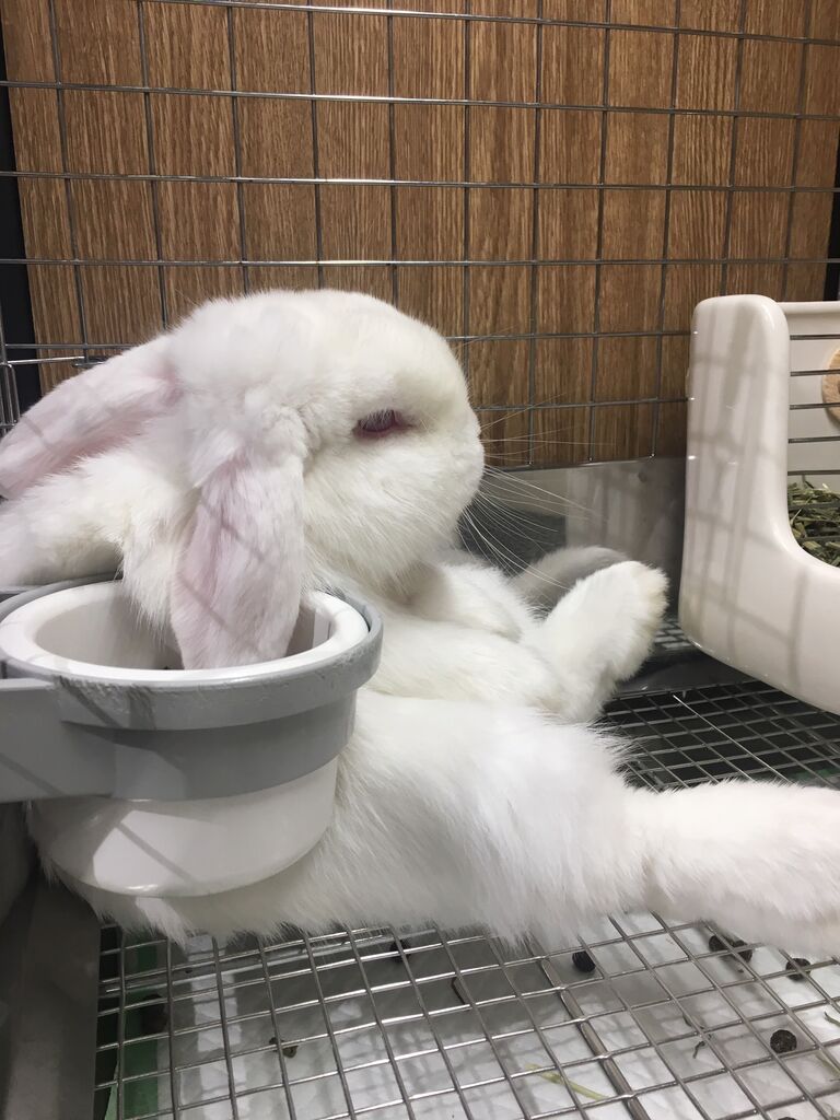 本日デビューの洗足店新入りうさちゃん！ : うさぎブログ うさぎの