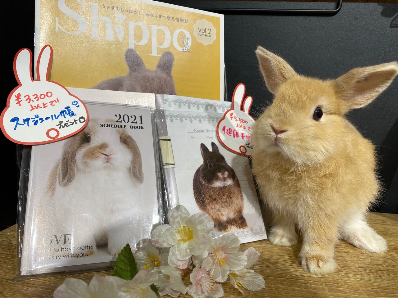 年末年始ホテルのご案内！ : うさぎブログ うさぎのしっぽ公式