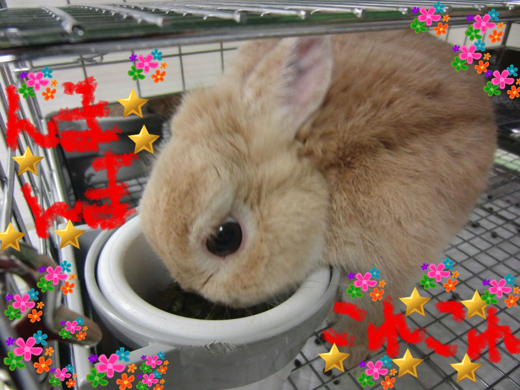 うさぎブログ うさぎのしっぽ公式ブログ 日々しっぽ 僕たち始めてます うさぎブログ うさぎのしっぽ公式ブログ 日々しっぽ 僕たち始めてます