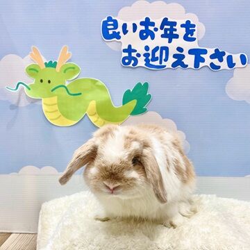 ありがとうぉーりー