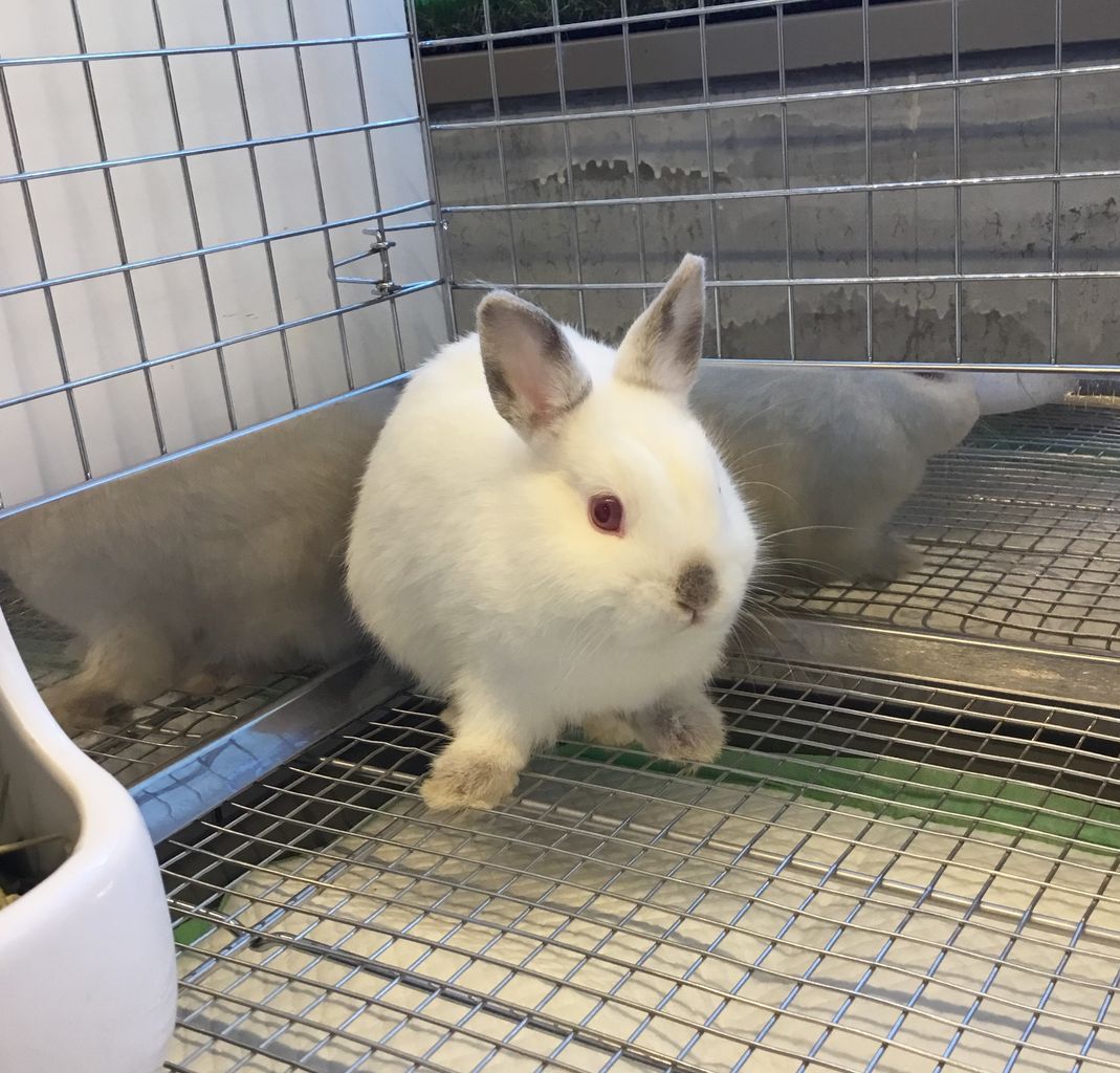 ヒマラヤン・・・？ : うさぎブログ うさぎのしっぽ公式ブログ「日々