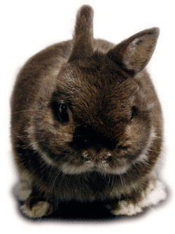 うさぎブログ うさぎのしっぽ公式ブログ 日々しっぽ 牧草を食べないうさちゃんに