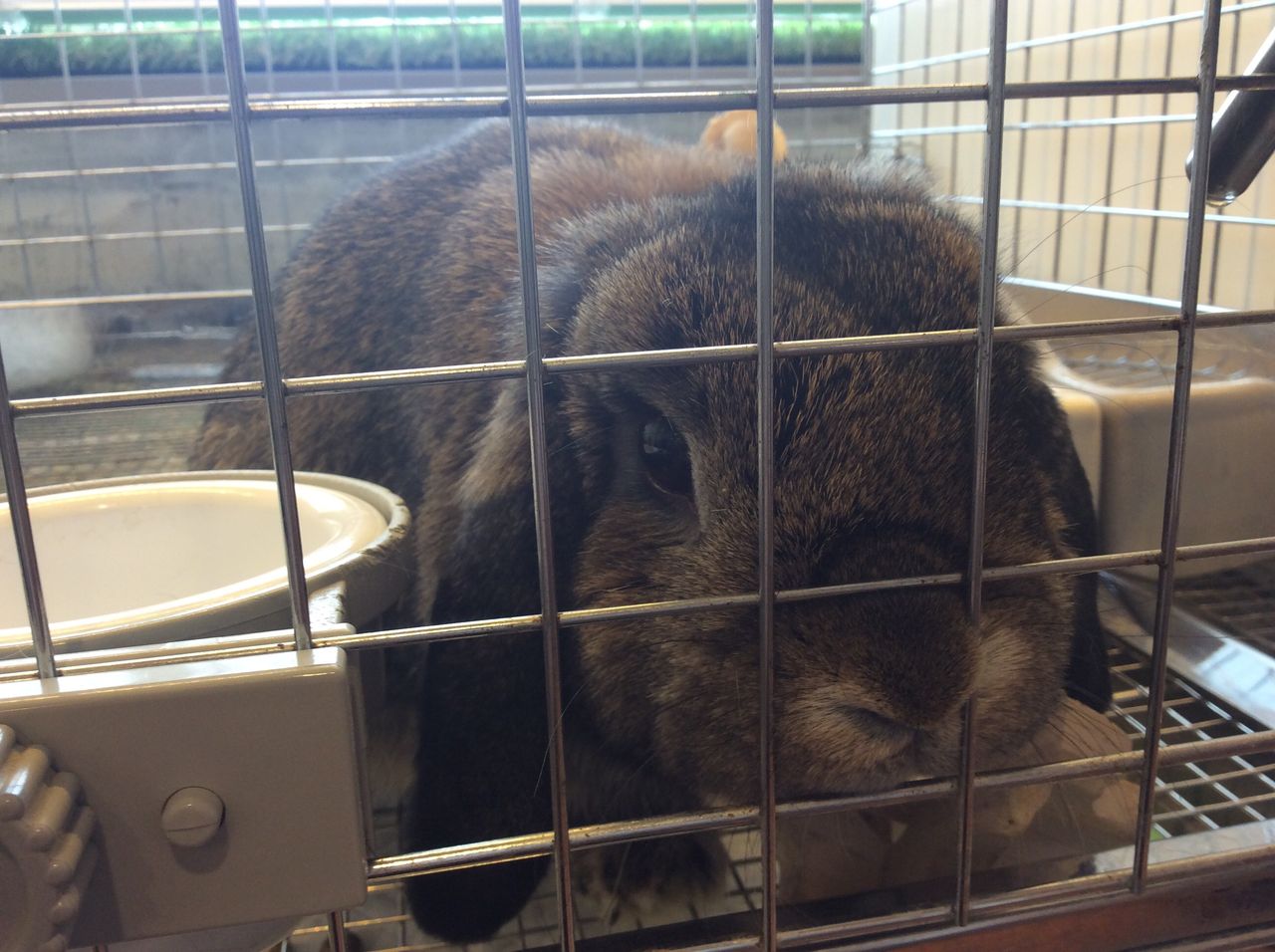 うさぎブログ うさぎのしっぽ公式ブログ 日々しっぽ I Love おやつ