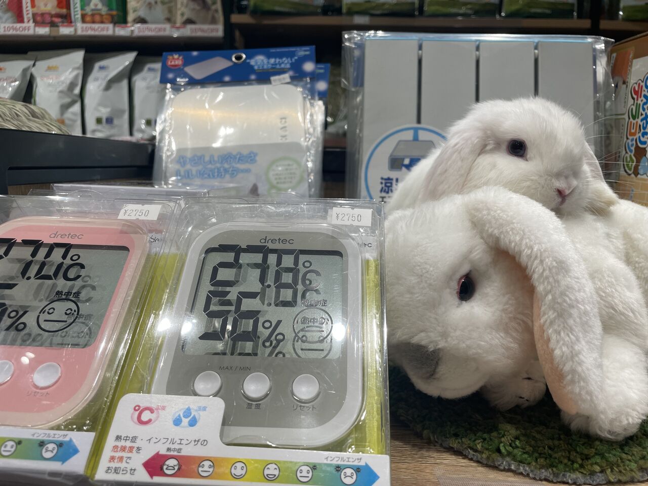 うさぎブログ うさぎのしっぽ公式ブログ 日々しっぽ 5月からの暑さ対策