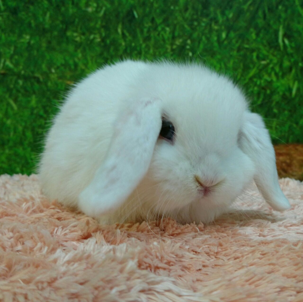 うさぎブログ うさぎのしっぽ公式ブログ 日々しっぽ デビューしましたよ うさぎブログ うさぎのしっぽ公式ブログ 日々しっぽ デビューしましたよ