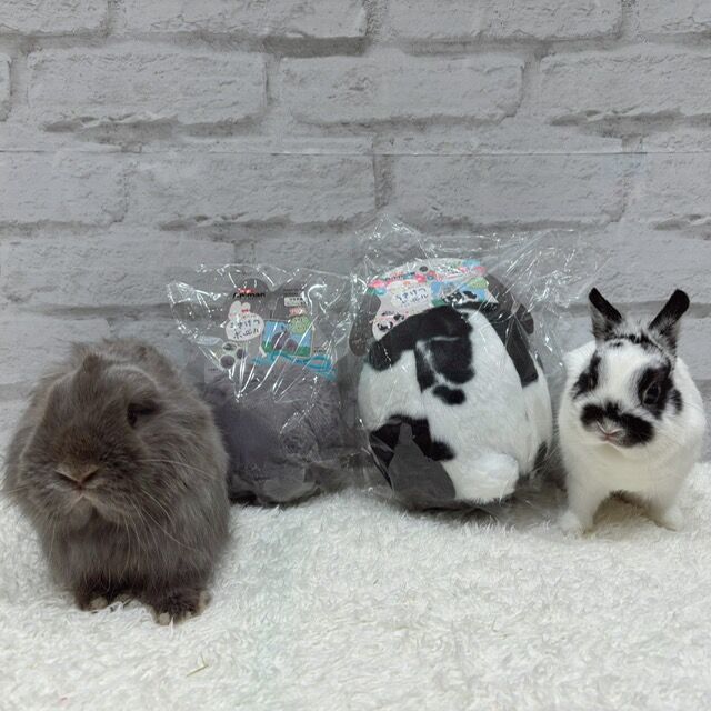 新商品続々！！ : うさぎブログ うさぎのしっぽ公式ブログ「日々しっぽ」
