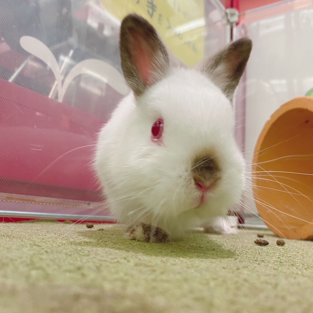 うさぎブログ うさぎのしっぽ公式ブログ 日々しっぽ 本日のサークルは