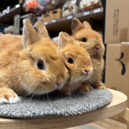 オレンジうさちゃんご紹介 : うさぎブログ うさぎのしっぽ公式