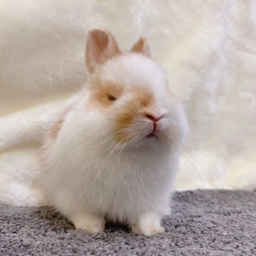 吉祥寺店におちびちゃんが！ : うさぎブログ うさぎのしっぽ公式