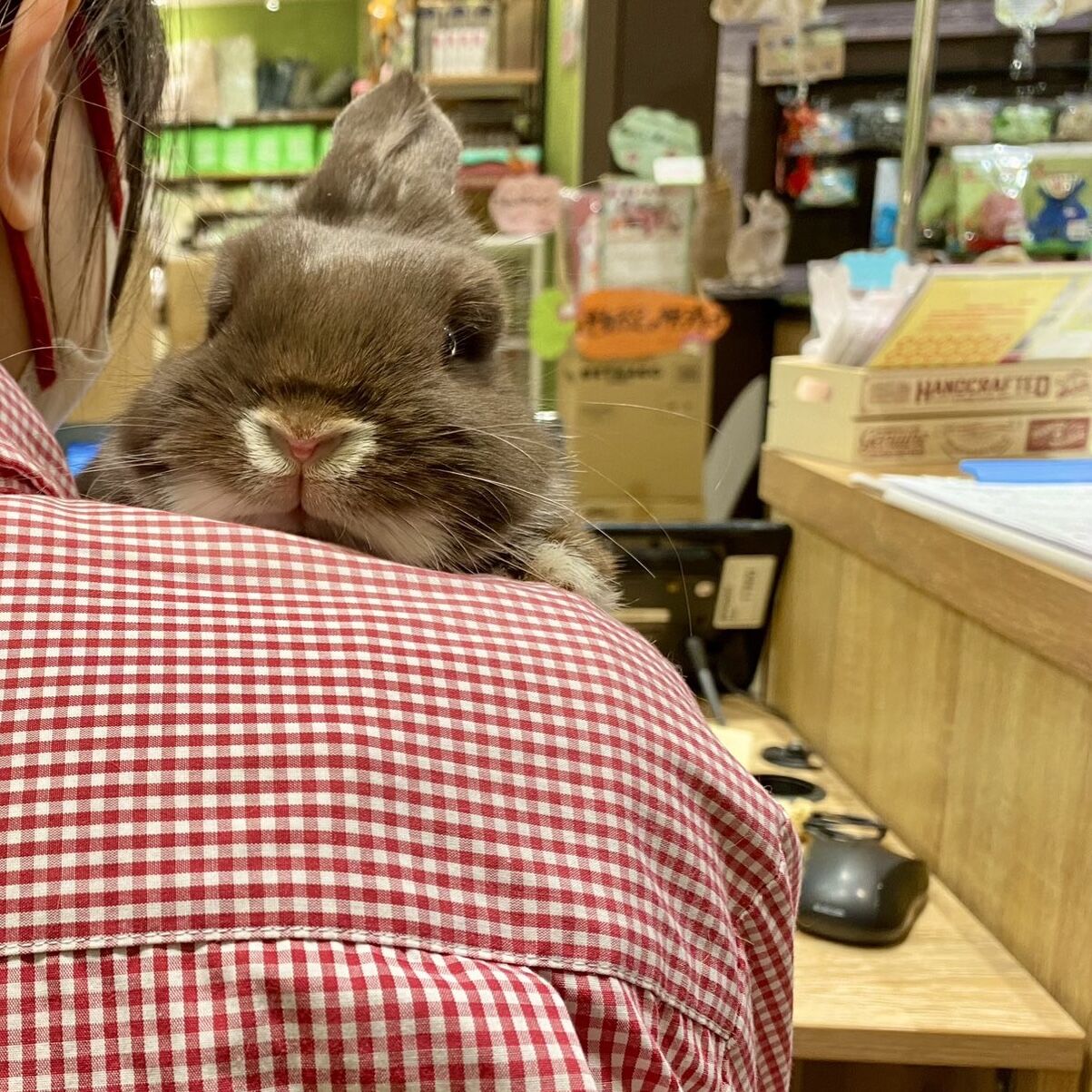 チョコうさぎ 19444_L.jpg
