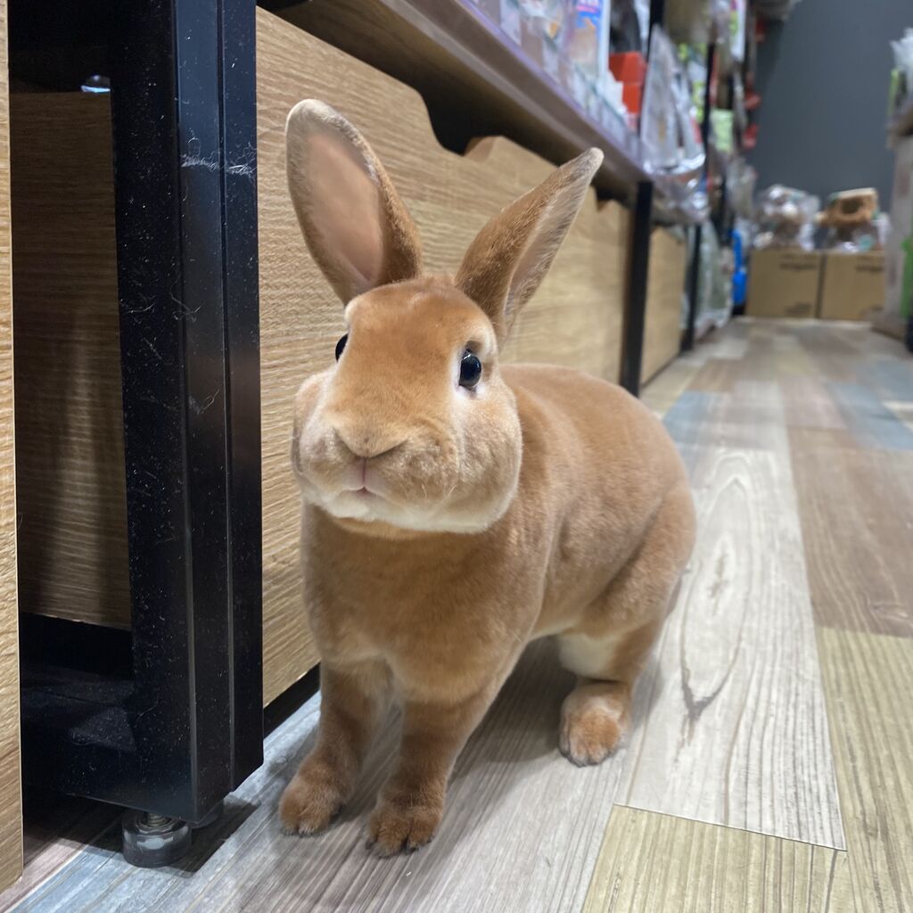 うさぎ様 リクエスト 2点 まとめ商品 本格構築済みデッキ うさぎ様 リクエスト 2点 まとめ商品 本格構築済みデッキ