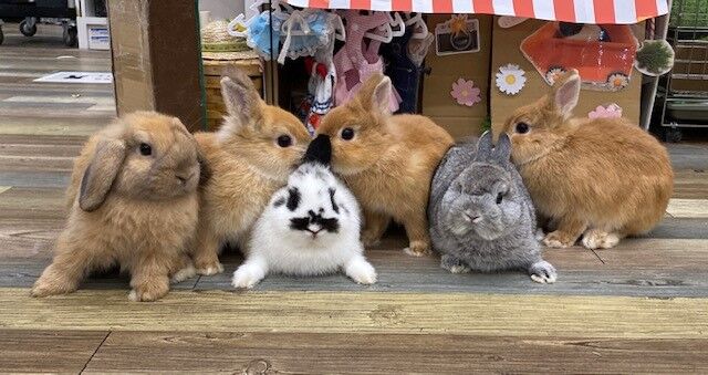 5月生まれ大集合！ : うさぎブログ うさぎのしっぽ公式ブログ「日々