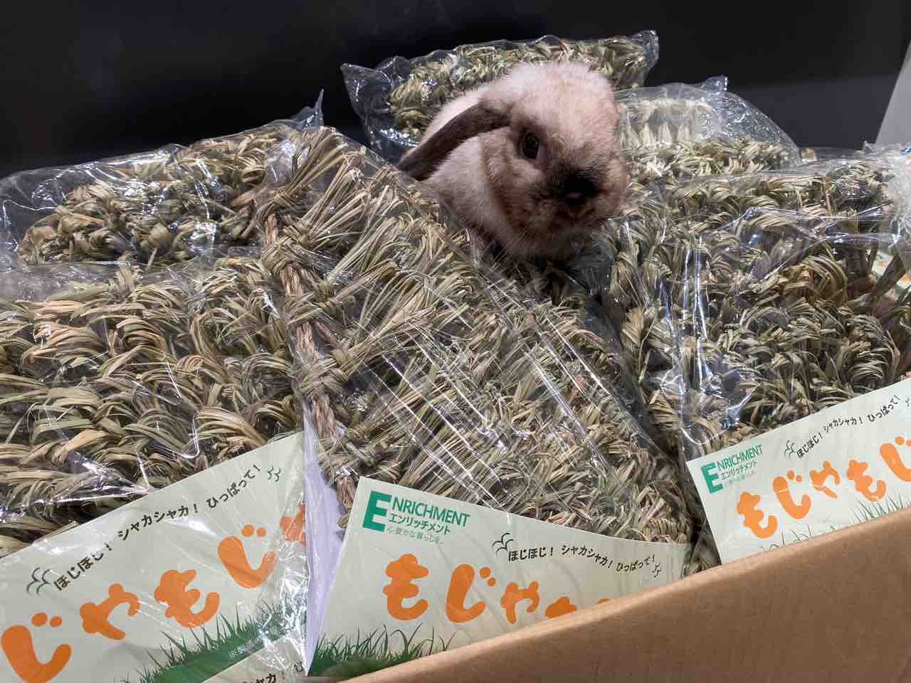 うさぎブログ うさぎのしっぽ公式ブログ 日々しっぽ お待たせしました
