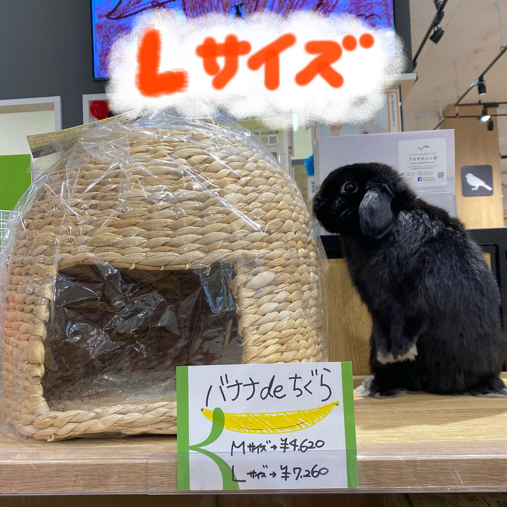 レイクタウン店にもやってきた！ : うさぎブログ うさぎのしっぽ公式