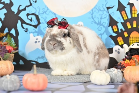 7ac95e6992837d56cf09db3323081464